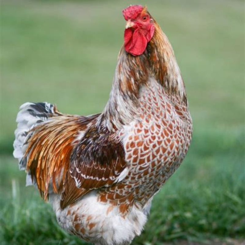 Splash Laced Red Wyandotte featuring a medium build, weighing 6.5-8.5 lbs, prized for its excellent egg-laying abilities and suitability for backyard flocks due to its hardiness.