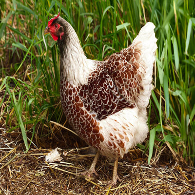 Splash Laced Red Wyandotte with a robust appearance, recognized for its occasional broodiness, longevity, and suitability as a pet due to its striking plumage and friendly nature.