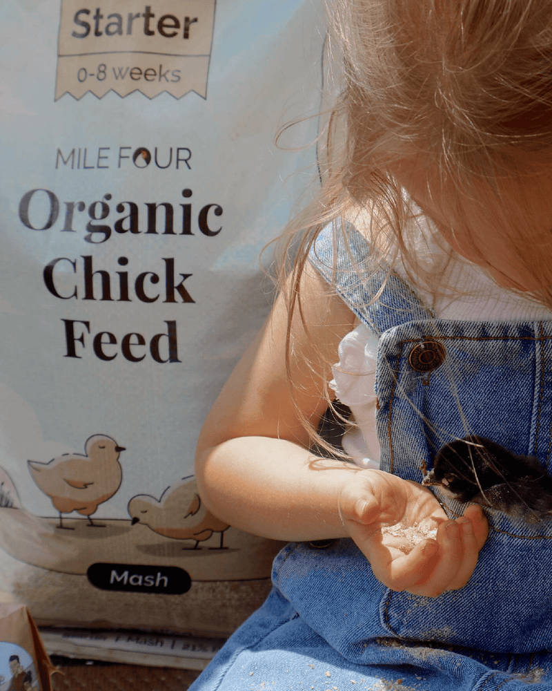 Organic Chicken Starter Mash, providing essential nutrients for healthy growth