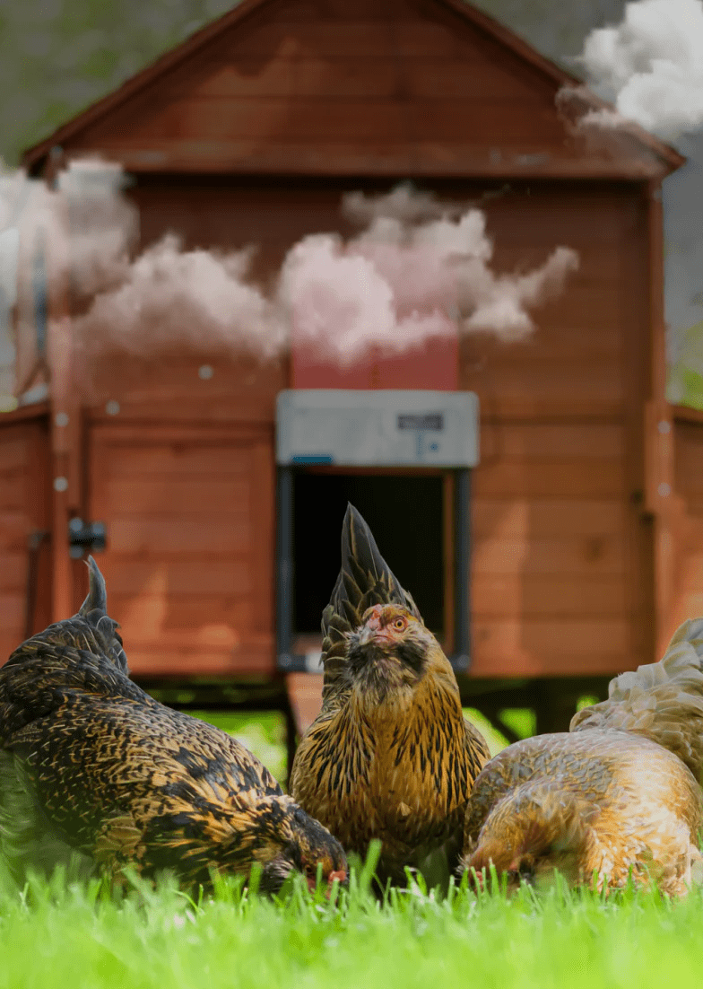 Chickens eating their food beside this coop