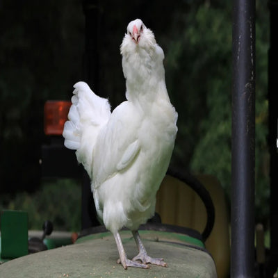 White Ameraucana Chicken, a medium-sized breed known for laying blue eggs and its friendly, docile nature.