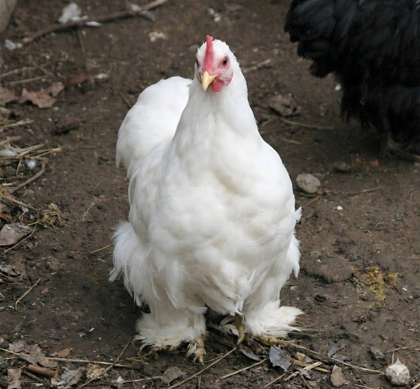 White Cochin Bantam