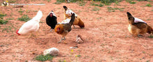 Chicken Saddles