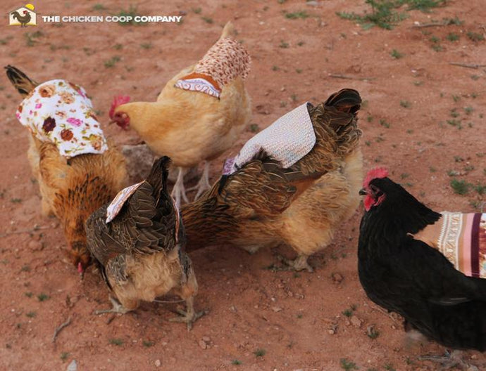 Chicken Saddles